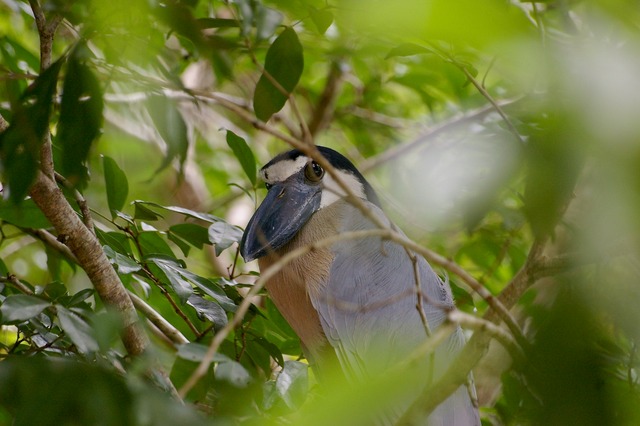 Boat-billed Heron