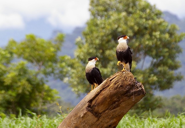 Crested Caracara