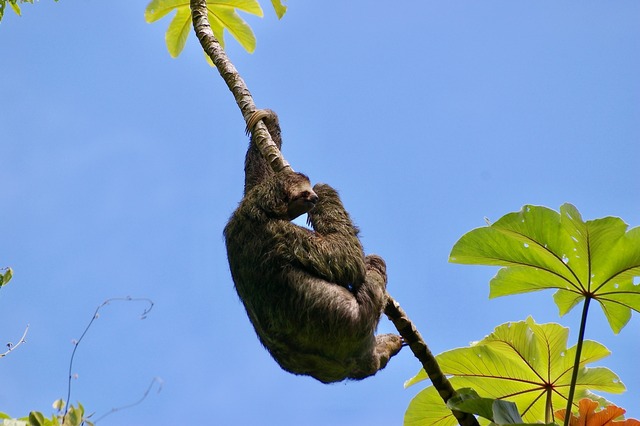 Three-toed Sloth