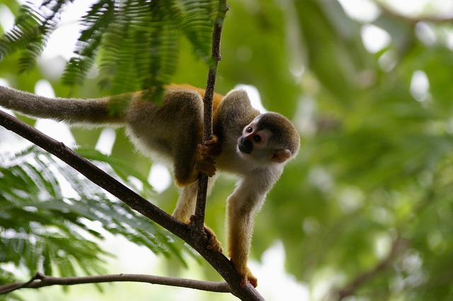 Red-backed Squirrel Monkey