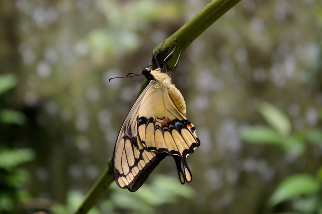 Giant Swallowtail Butterfly