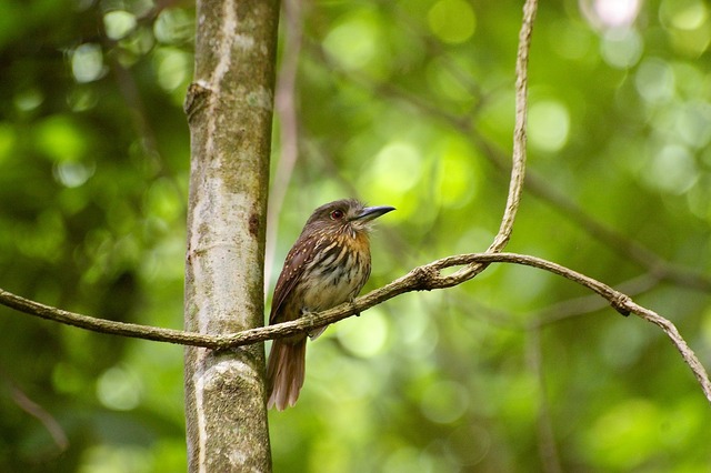 White-whiskered Puffbird