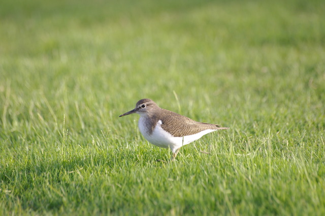 Common sandpiper