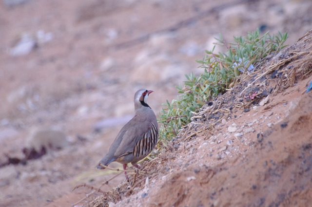 Chukar Partridge