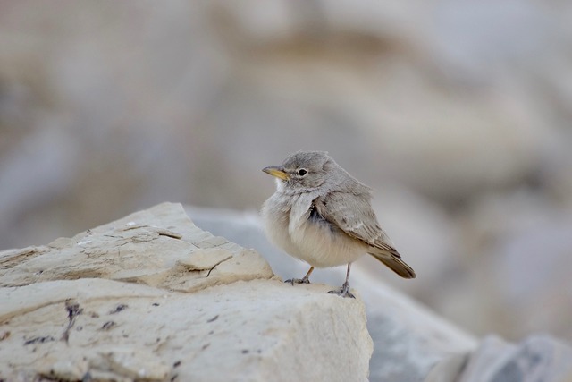 Desert Lark