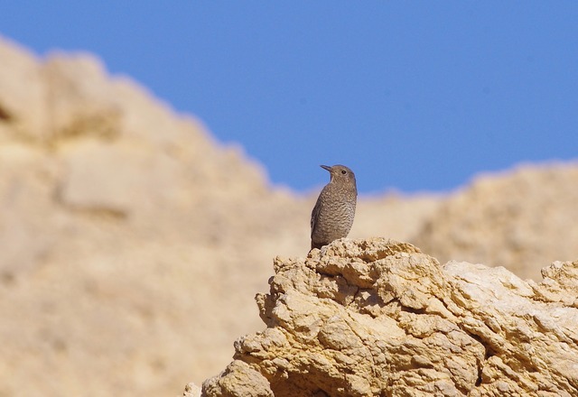 Blue Rock Thrush (fem)