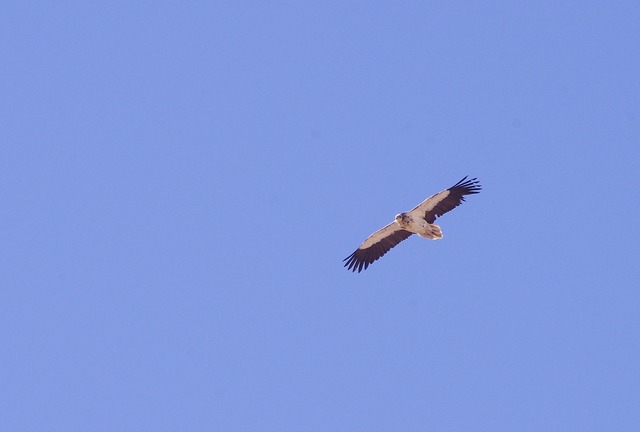 Egyptian Vulture