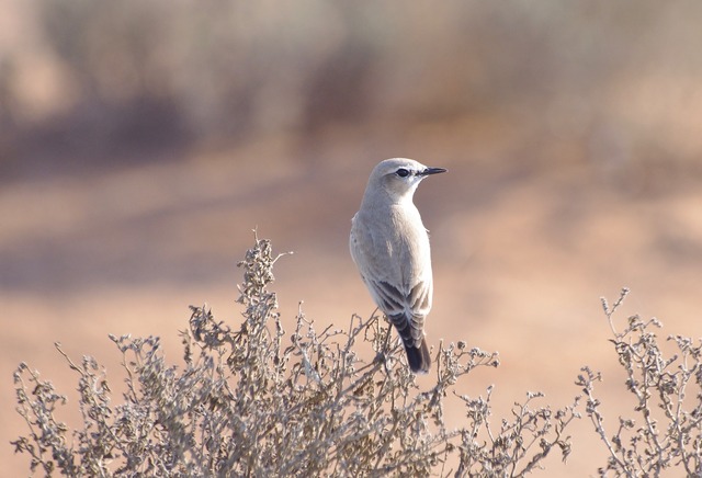 Isabella Wheatear