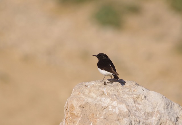 Hume´s Wheatear