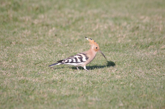 Hoopoe