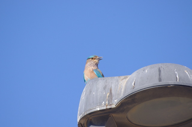 Indian Roller