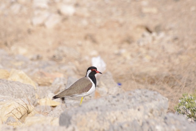 Red-wattled Lapwing