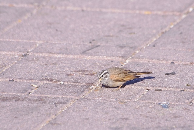 Striolated Bunting