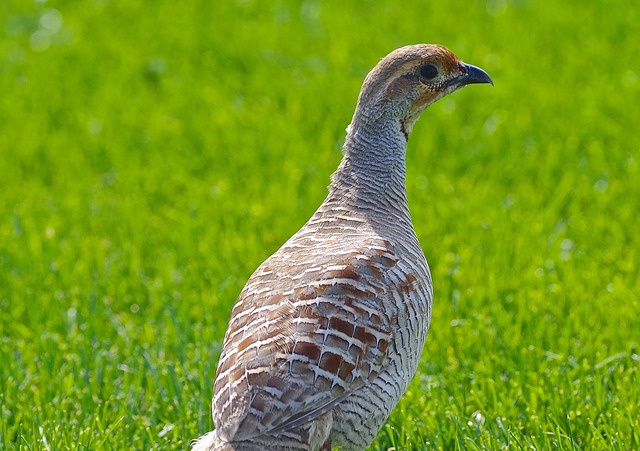 Grey Francolin