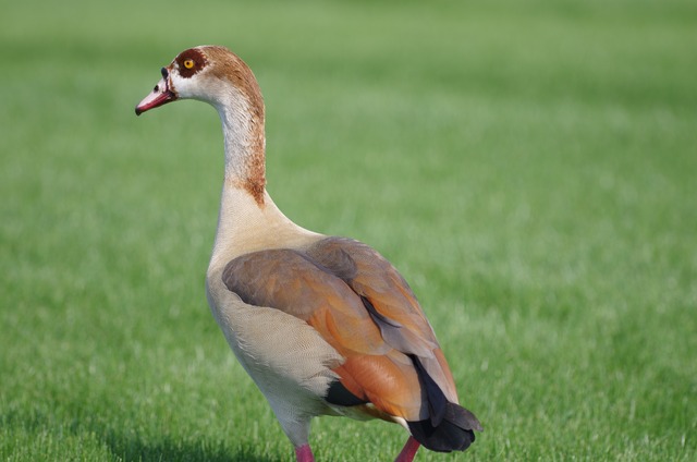 Egyptian Goose