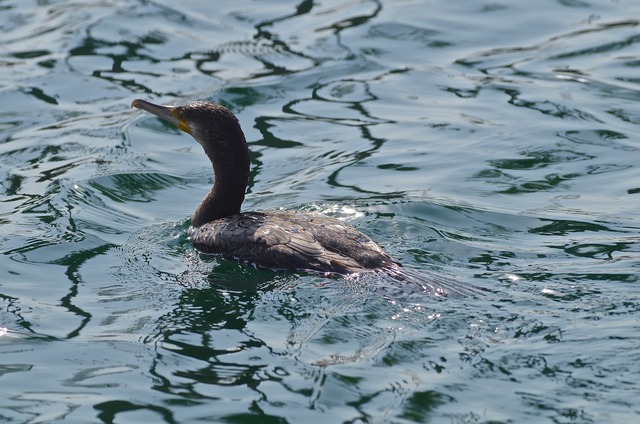 Socotra Cormorant