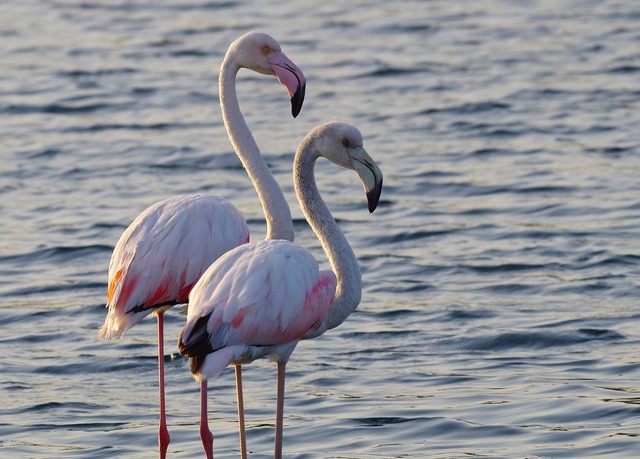 Greater Flamingo