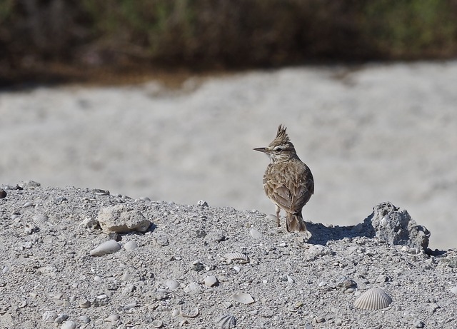 Crested Lark