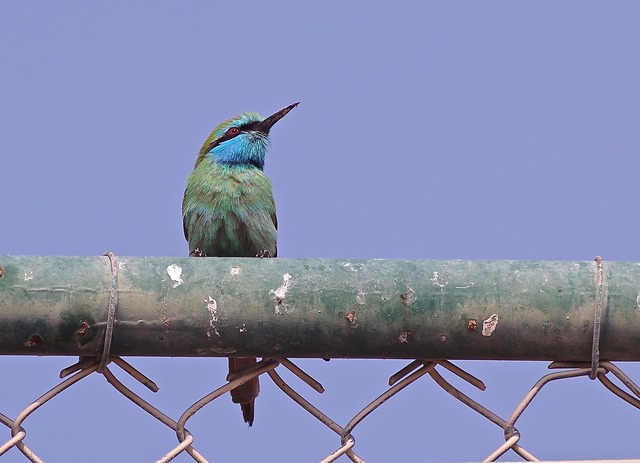 Green Bee-eater