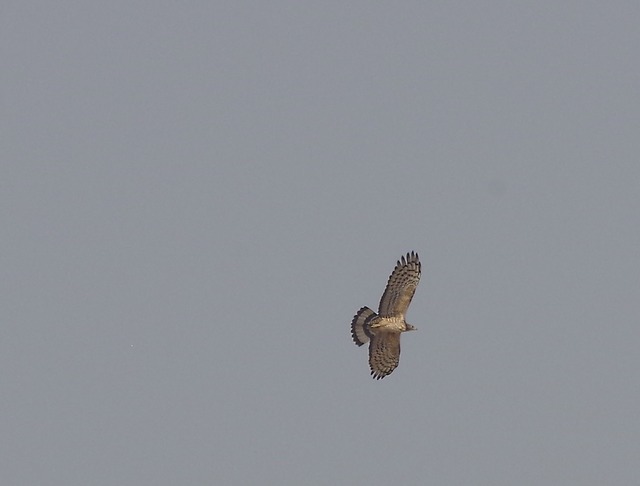 Crested Honey-Buzzard