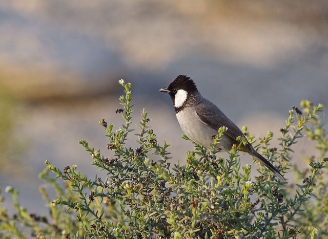 White-eared Bulbul