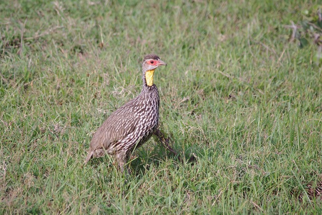 Yellow-necked Spurfowl