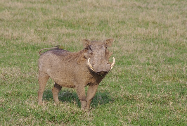 Warthog