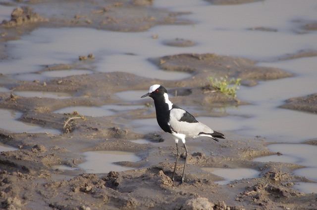 Blacksmith Plover