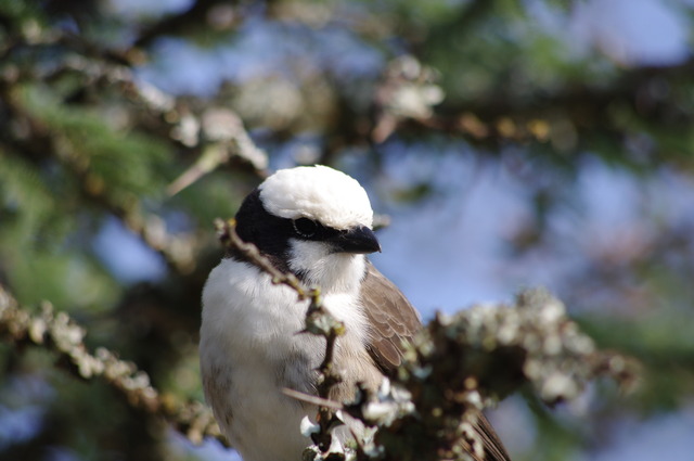 N. White-crowned Shrike