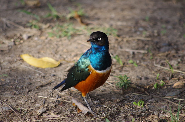 Superb Starling ad