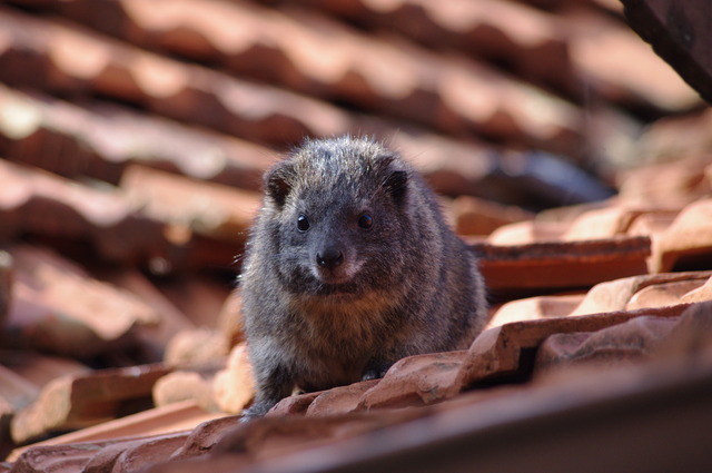 Rock Hyrax