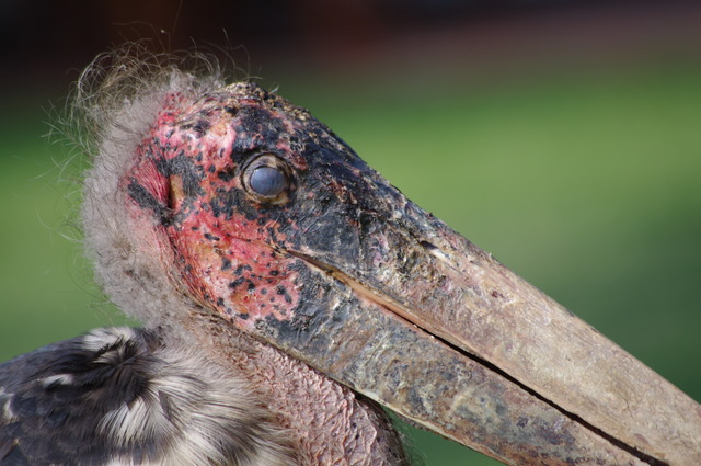 Marabou Stork