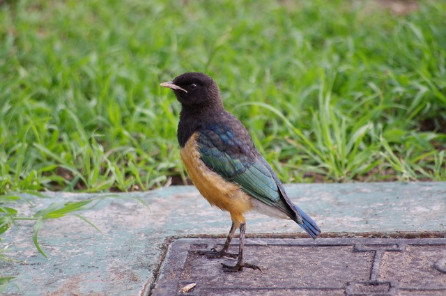 Superb Starling juv