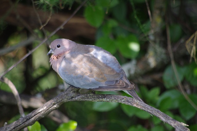 Laughing Dove