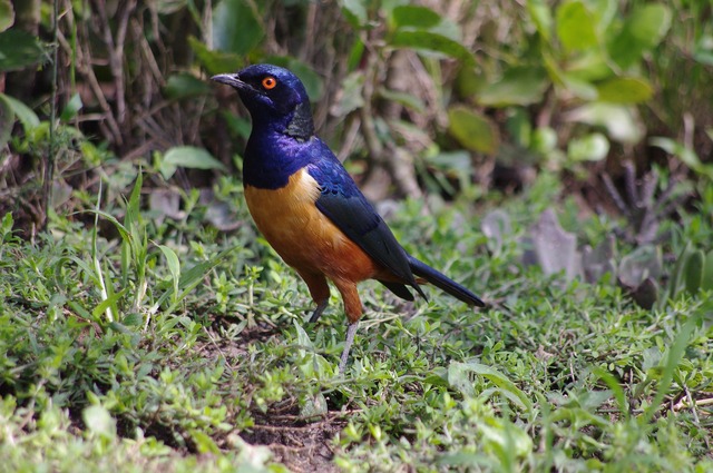 Hildebrandt´s Starling