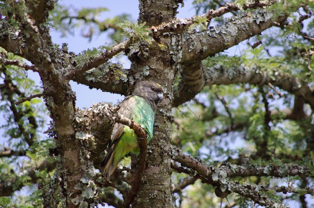 Brown Parrot