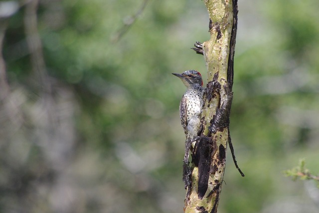 Nubian Woodppecker fem