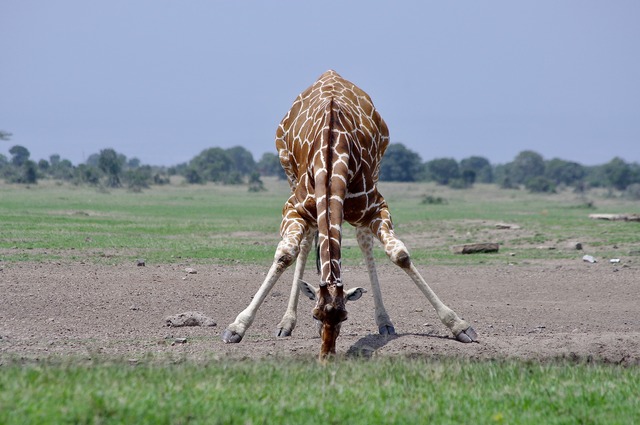 Reticulated Giraffe