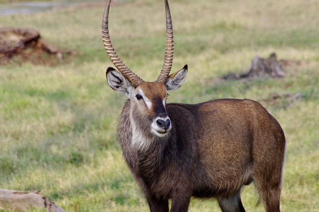 Waterbuck