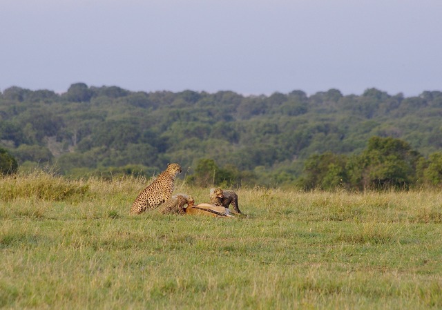 Cheetah family with prey