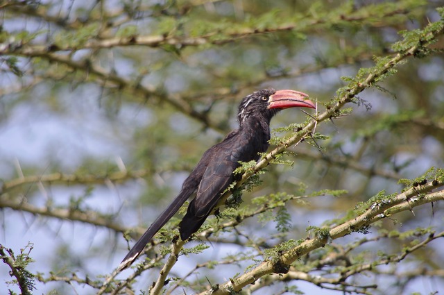 Crowned Hornbill