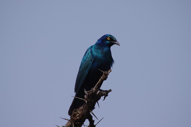 Gr. Blue-eared Starling