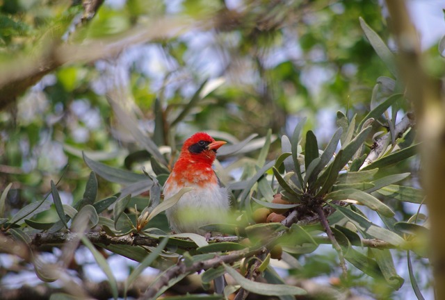 Red-headed Weaver