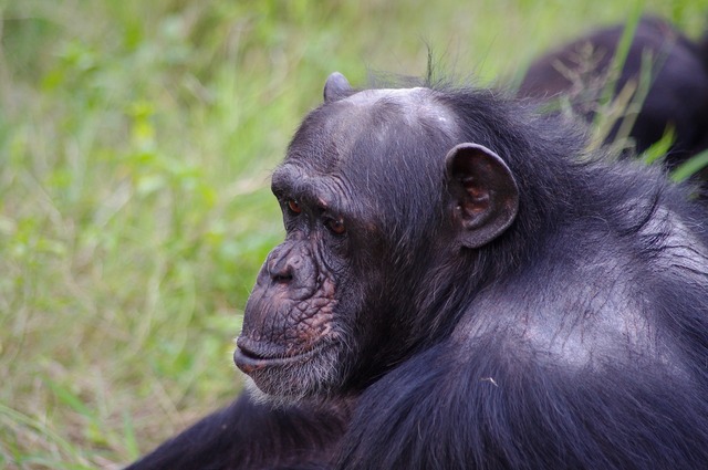 Chimp 2