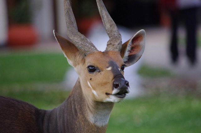 Bushbuck