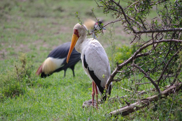 Yellow-billed Stork