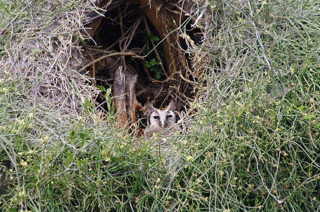 Verraux´s Eagle-Owl