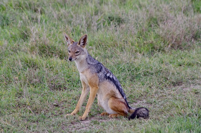 Black-backed Jackal