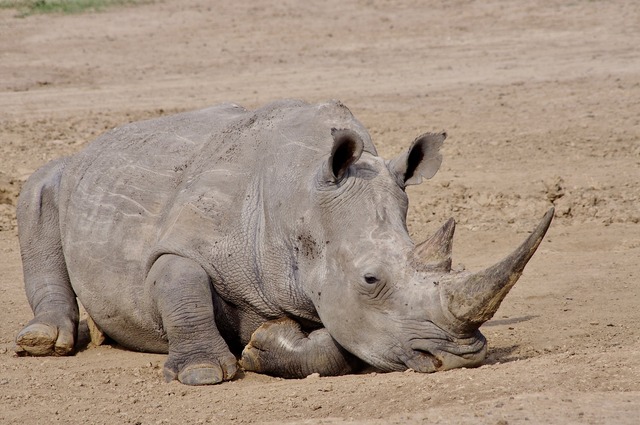 White Rhino