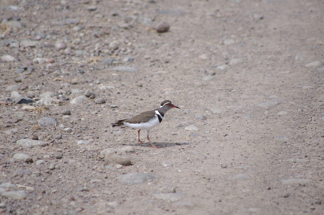 Three-banded Plover